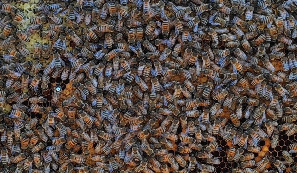 Bienenkönigin auf Wabe