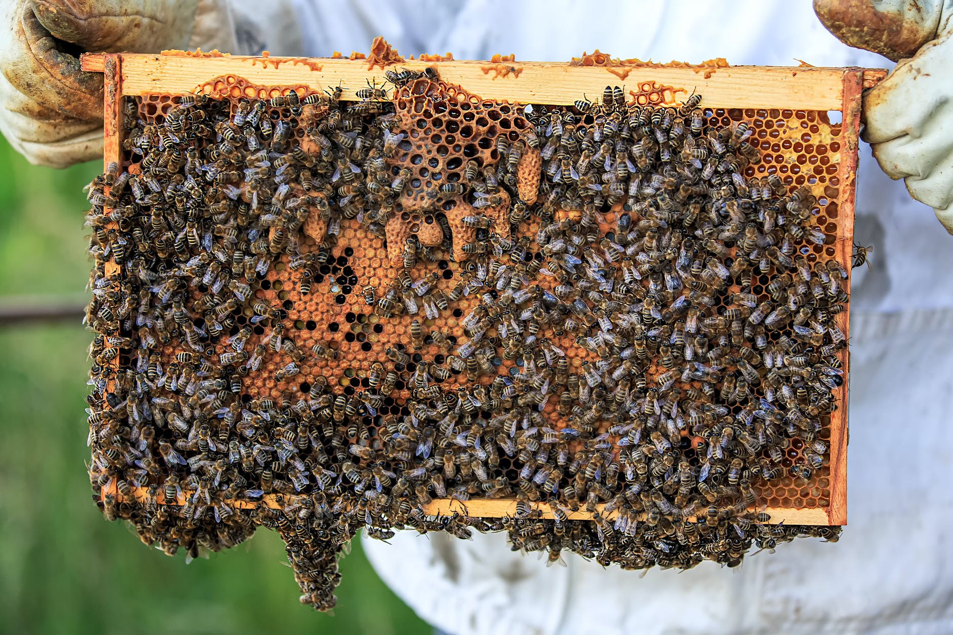 Wabe mit Bienen und Königinzellen